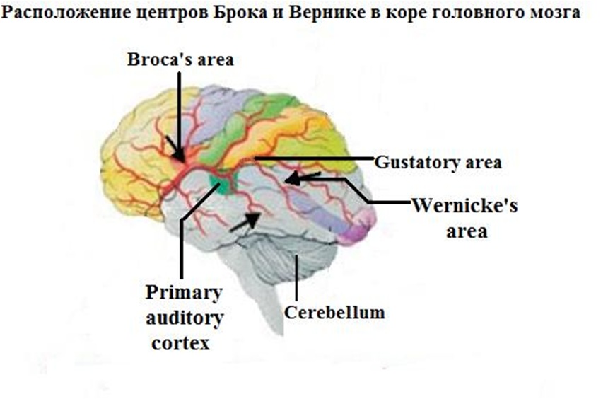 Центр брока это